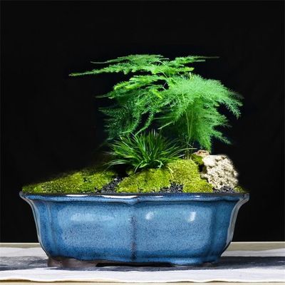Glasig-glänzende blaue keramische Zimmerpflanze-Töpfe der Bonsai-30x23x10cm