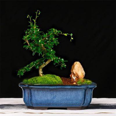 Manuelle glasig-glänzende keramische Innentöpfe der Bonsai-24cmx19cmx8cm